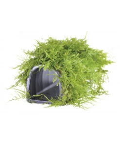 DECO ABRI MOUSSE POUR POISSON