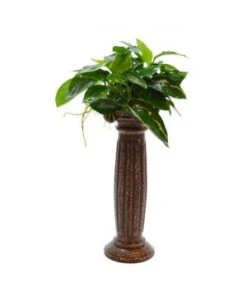 DECO COLOMN ANUBIAS 15*5*5CM