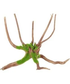 Racine Araignee Kipouss M