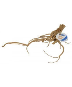 RACINE ARAIGNEE MEDIUM 30-40CM