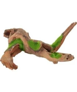 Racine Malaisie Kipouss M