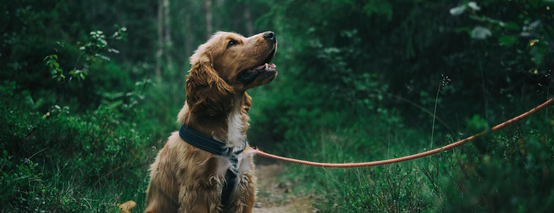 Animalerie -Animalerie pexels jagheterjohann 1254140