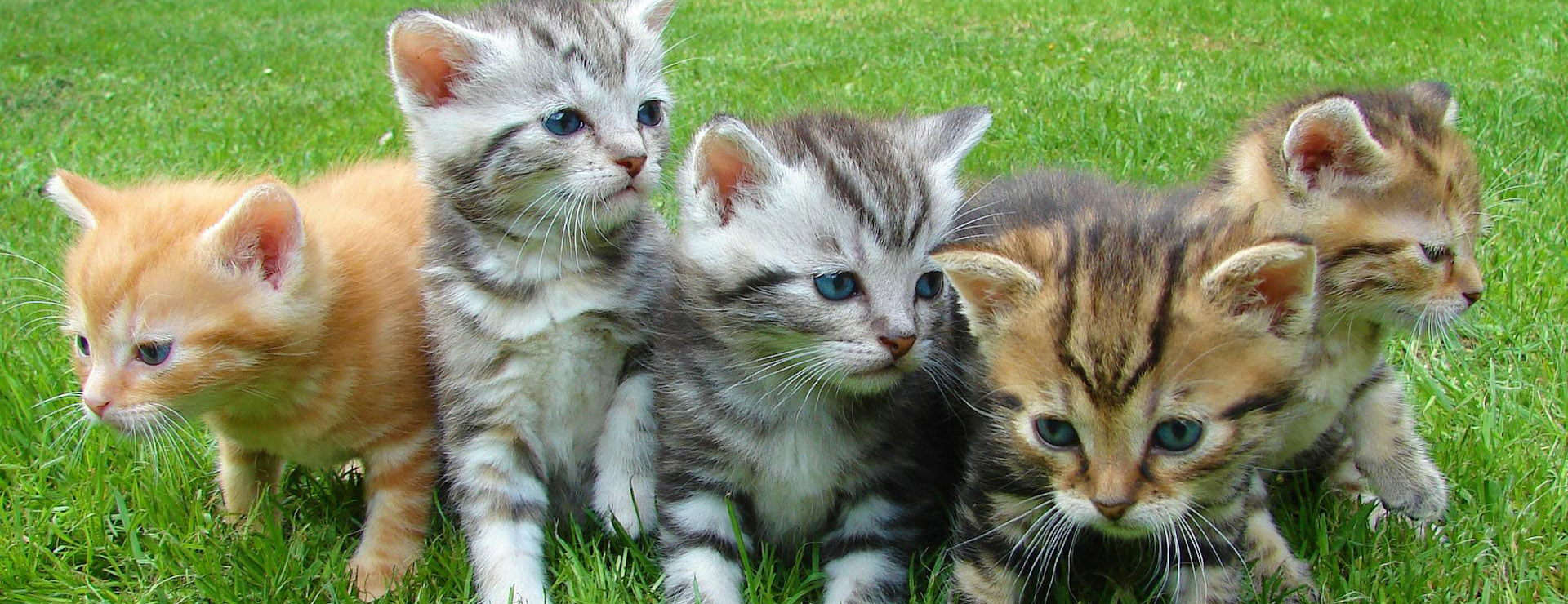 Animalerie -Animalerie pexels pixabay 45170